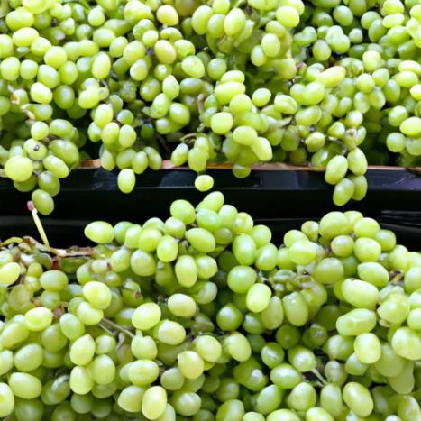 y uvas verdes Fruta Alta cosecha Embalaje de calidad fresca del proveedor Precio de exportación Venta al por mayor Negro fresco de alta calidad
